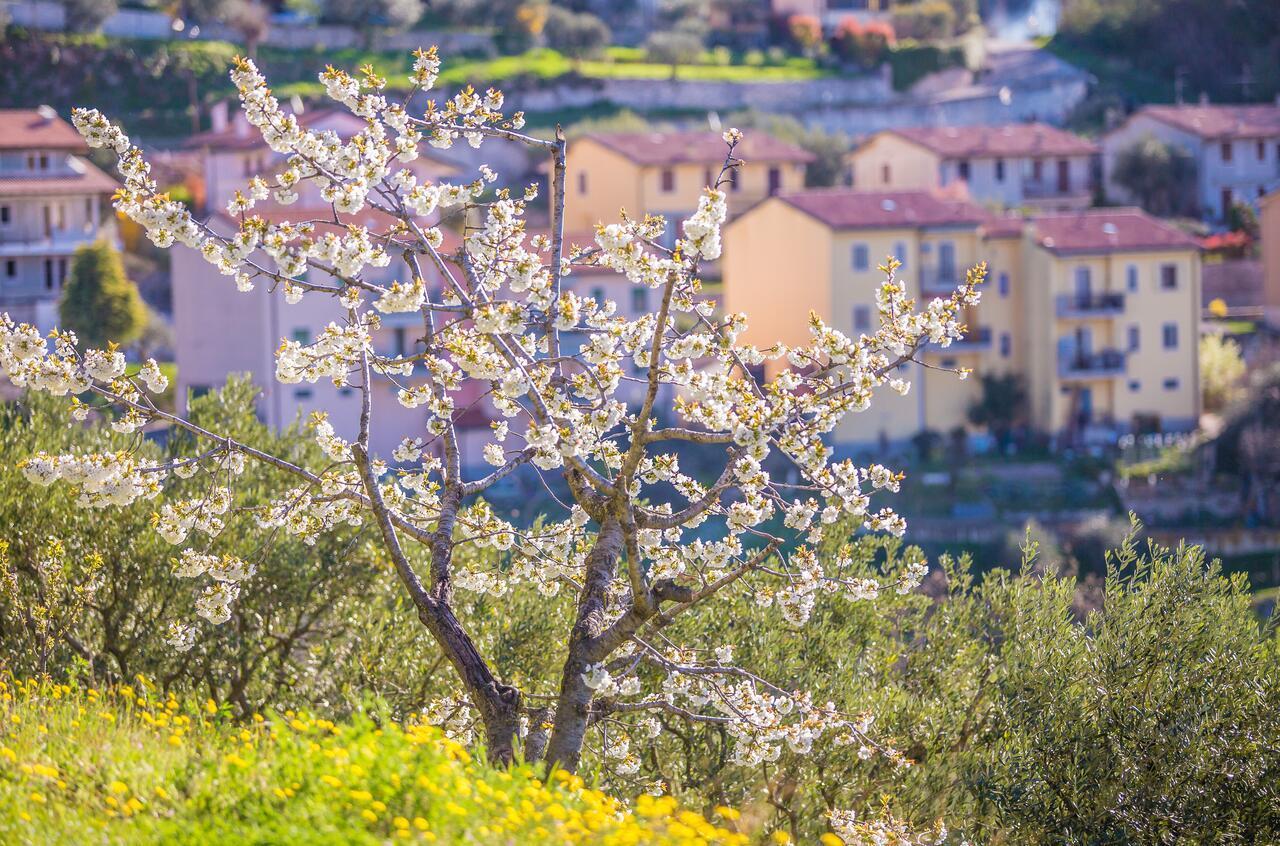 Valpolicella Homes Recioto Apartment Sant'Ambrogio di Valpolicella Eksteriør billede